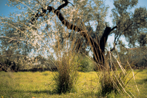 Pompes Funèbres Grasse